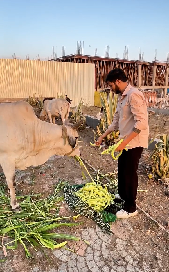 Gaushala Project